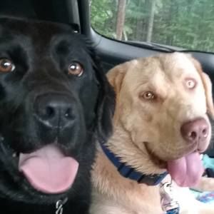 Meet your Posher, Susan